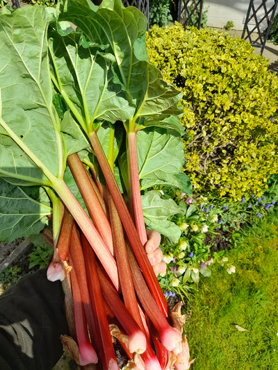 Rhubarb rhubarb…..