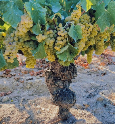 Vinho Verde- there's more to it than spritz!