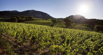 Robin on Rasteau....