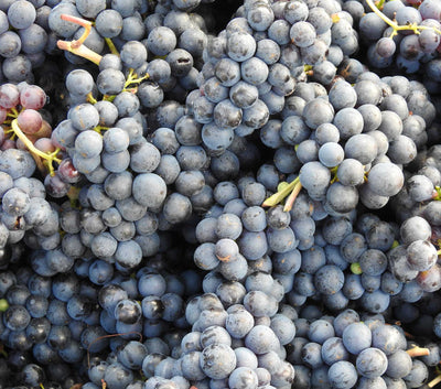 Discovering Englands Answer to Fine Red Burgundy