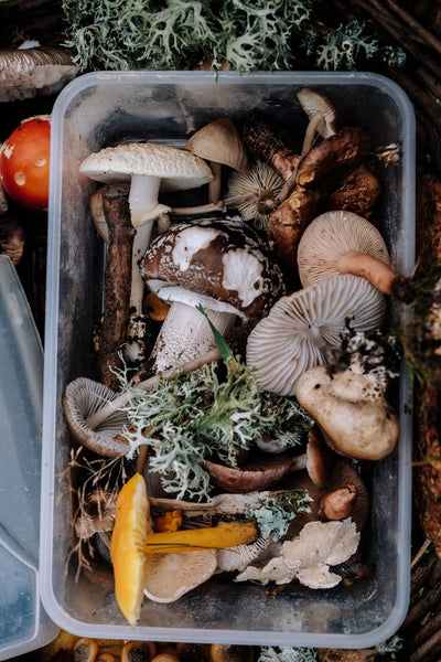 Mushroom Mania - Our Favourite Food Pairing